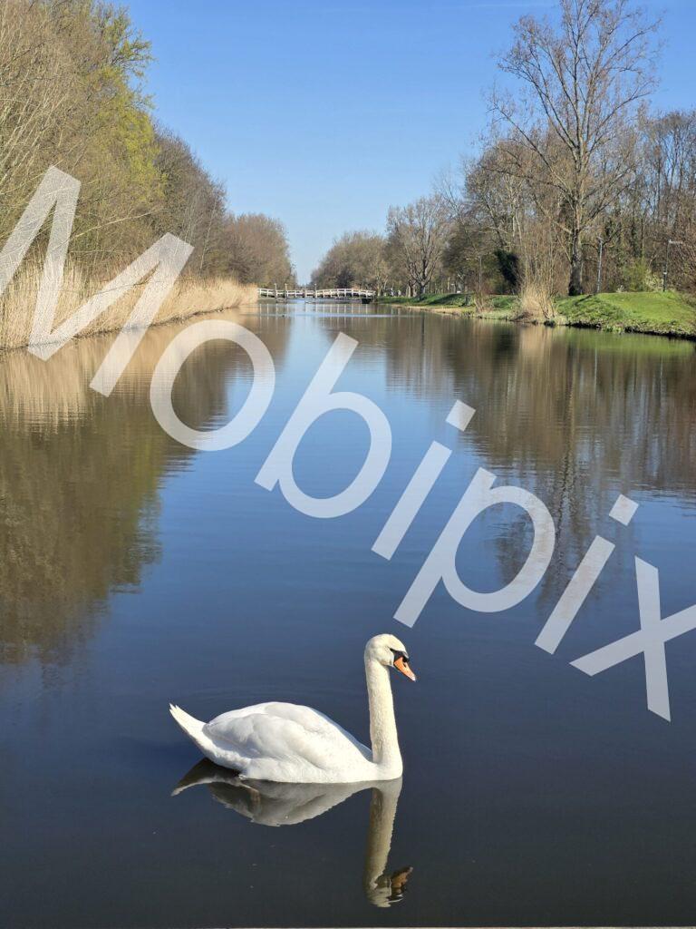 Rust op het water-Witte zwaan
